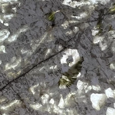 Branco Alpinus