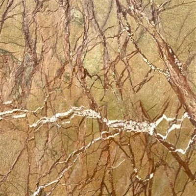 Rain Forest Brown